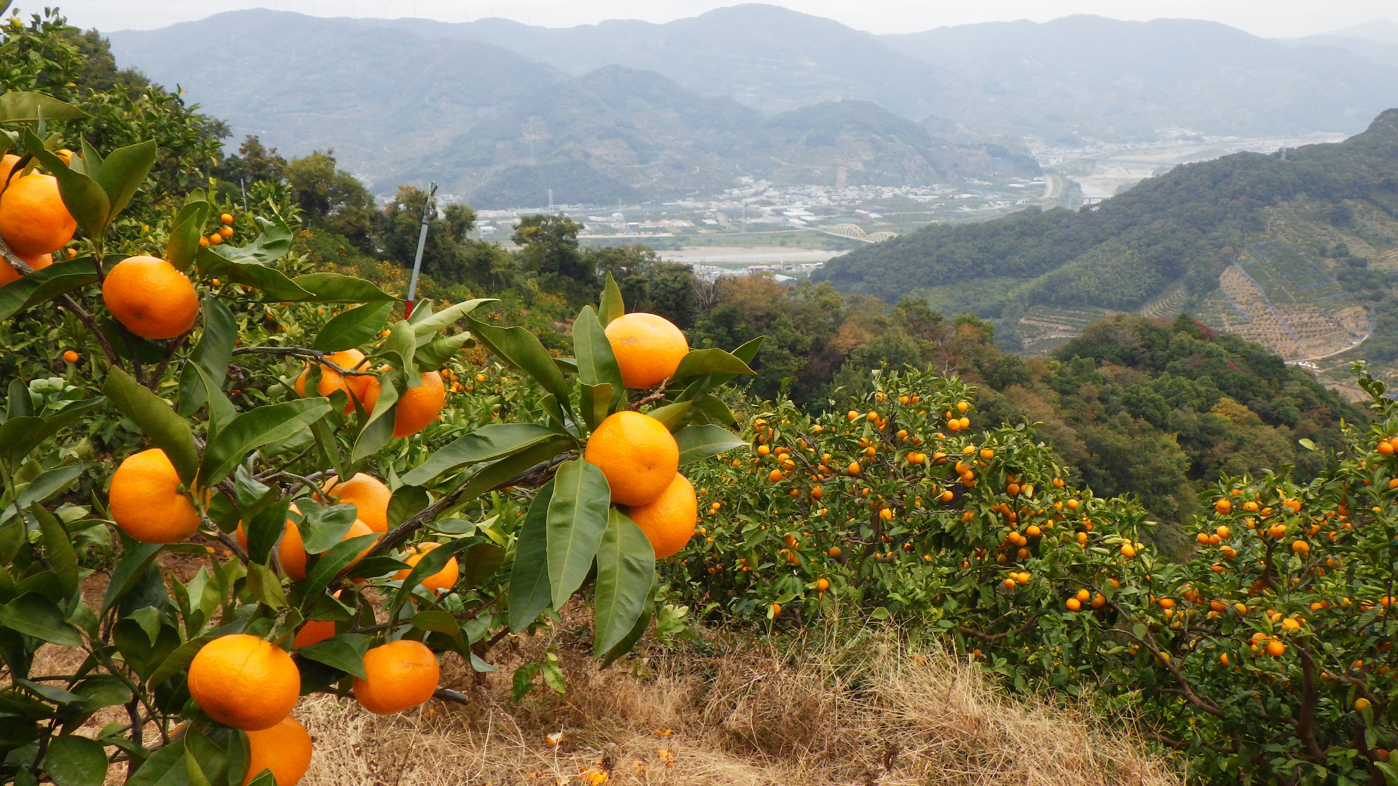 湯浅の産業歴史